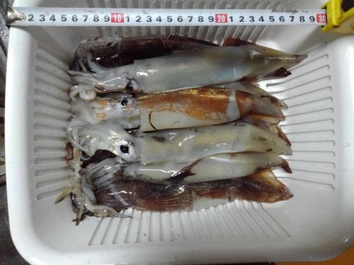 スルメイカの釣果