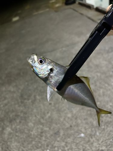 マアジの釣果