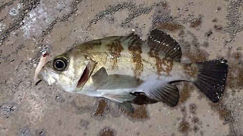 シロメバルの釣果