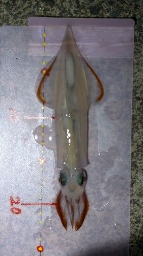 ヤリイカの釣果