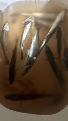 セイゴ（タイリクスズキ）の釣果