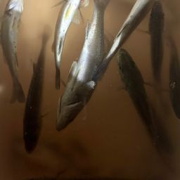 セイゴ（タイリクスズキ）