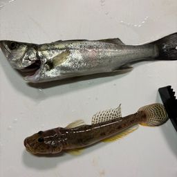 セイゴ（マルスズキ）