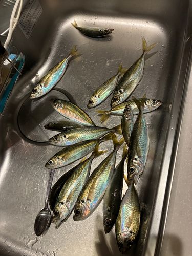 アジの釣果