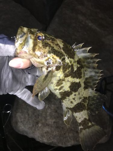 タケノコメバルの釣果