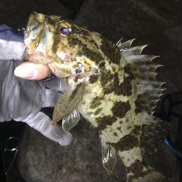 タケノコメバル