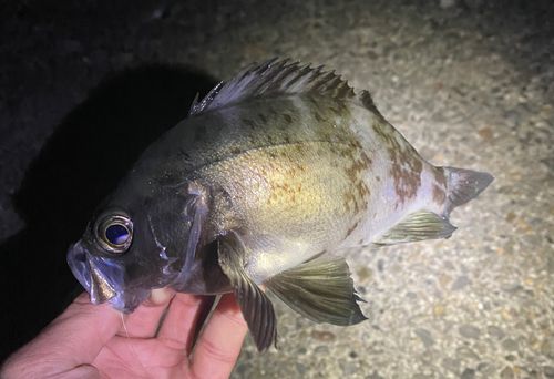 メバルの釣果