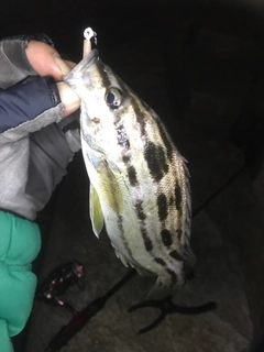 シマイサキの釣果