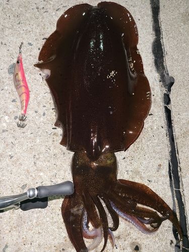 アオリイカの釣果