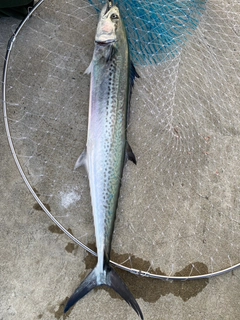 サワラの釣果