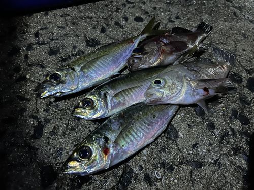 アジの釣果