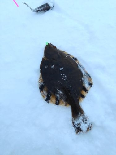 カワガレイの釣果
