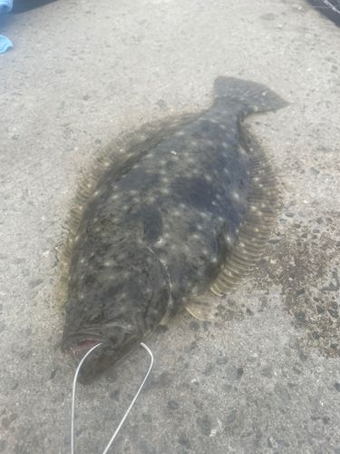 ヒラメの釣果