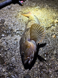 アイナメの釣果