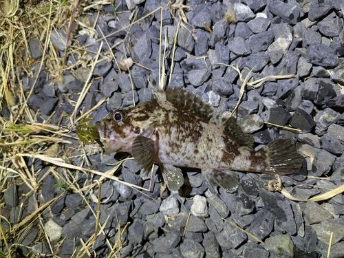 タケノコメバルの釣果