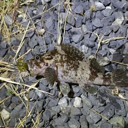 タケノコメバル