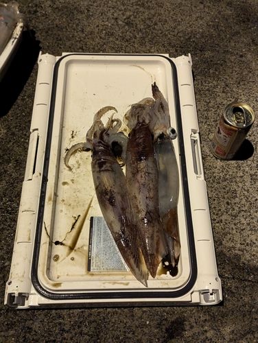 スルメイカの釣果
