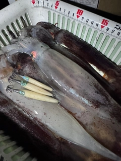 スルメイカの釣果