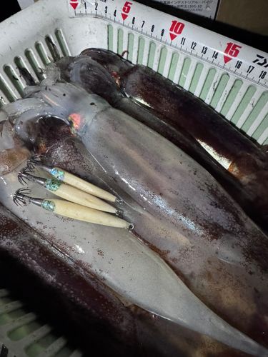 スルメイカの釣果