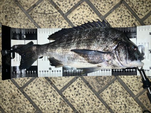 クロダイの釣果