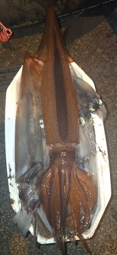 スルメイカの釣果