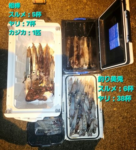 スルメイカの釣果
