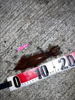 ヤリイカの釣果