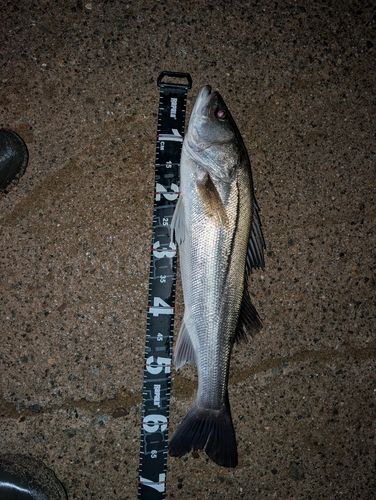 シーバスの釣果