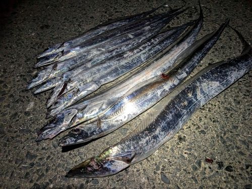 タチウオの釣果