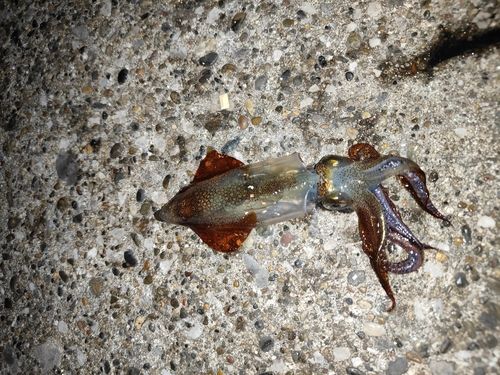 ヒイカの釣果