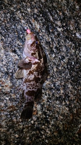 常滑りんくう釣り護岸