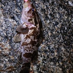 タケノコメバル