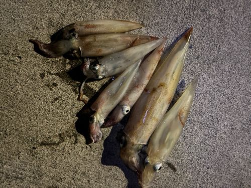 ヤリイカの釣果