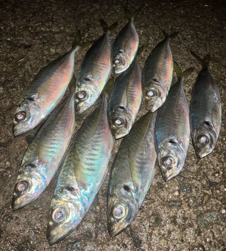 アジの釣果