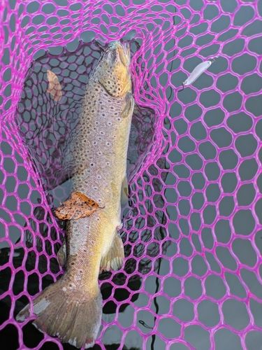 ブラウントラウトの釣果