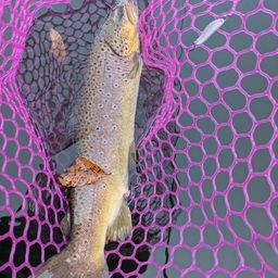 ブラウントラウト