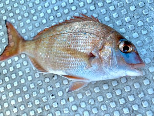 チャリコの釣果