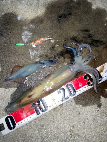 スルメイカの釣果