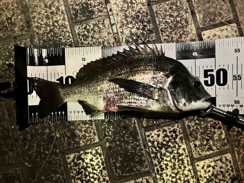 クロダイの釣果