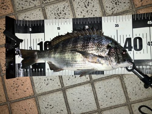 東京湾（アクアライン以北）