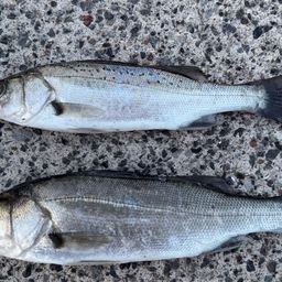 セイゴ（ヒラスズキ）