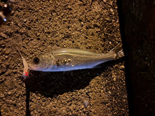 碧南海釣り公園