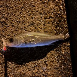 セイゴ（マルスズキ）