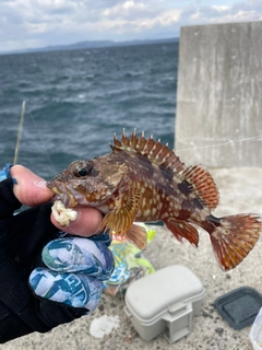 アラカブの釣果