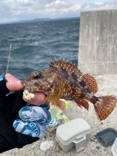 アラカブの釣果