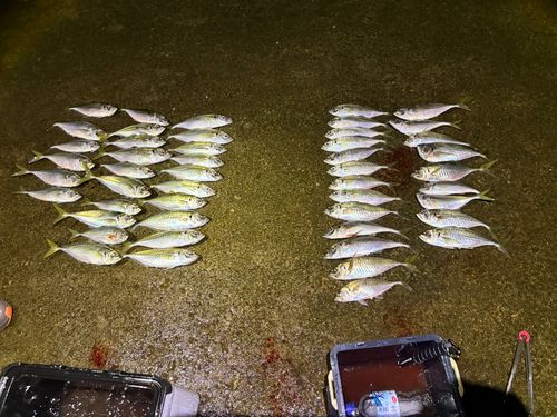 アジの釣果