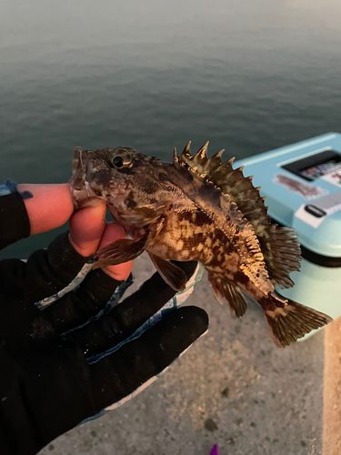アラカブの釣果