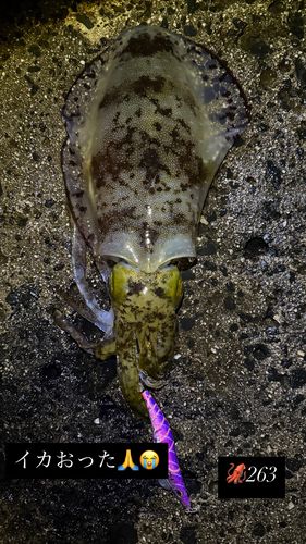 アオリイカの釣果