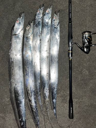 タチウオの釣果