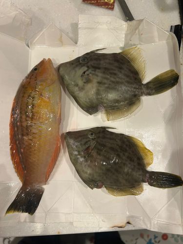 カワハギの釣果